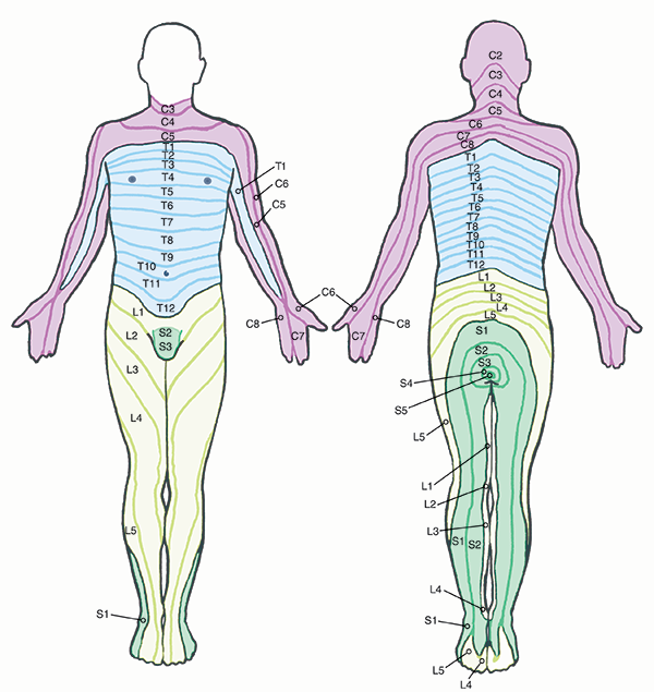 Dermatomes